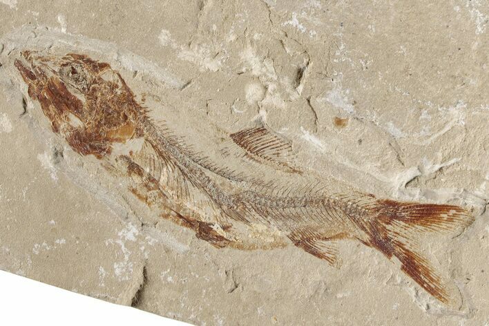 Cretaceous Fossil Fish (Davichthys) - Hakel, Lebanon #200278
